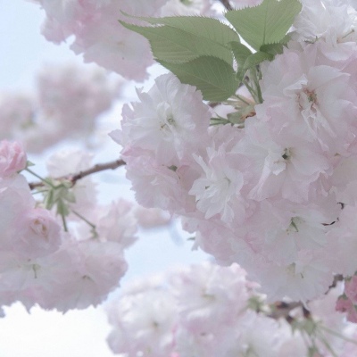 峨眉山福瑞交流群